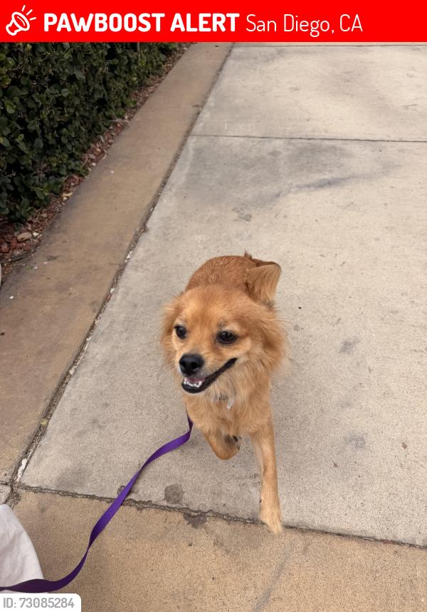 Lost Male Dog last seen Broadway , San Diego, CA 92101