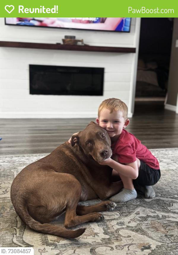 Reunited Male Dog last seen Belleview heights , Summerfield, FL 34491