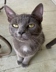 Found/Stray Female Cat last seen Between 36th NW and Cleveland Avenue., Canton, OH 44718