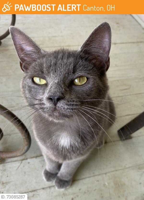 Found/Stray Female Cat last seen Between 36th NW and Cleveland Avenue., Canton, OH 44718