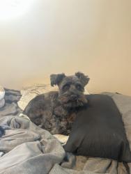 Reunited Male Dog last seen Neighborhood near Kipling and Colfax, Lakewood, CO 80215