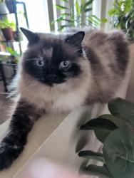 Reunited Female Cat last seen Near Olivewood Dr Merced, Merced, CA 95348