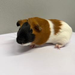 Shelter Stray Female Other last seen , 3607 N Armenia Ave, Tampa, FL 33607, USA