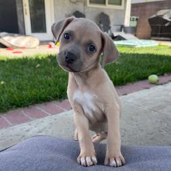 Shelter Stray Male Dog last seen , 3612 11th Ave, Los Angeles, CA 90018, USA