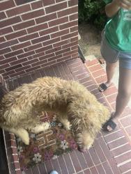 Found/Stray Unknown Cat last seen Belview Heights, Birmingham, AL 35064