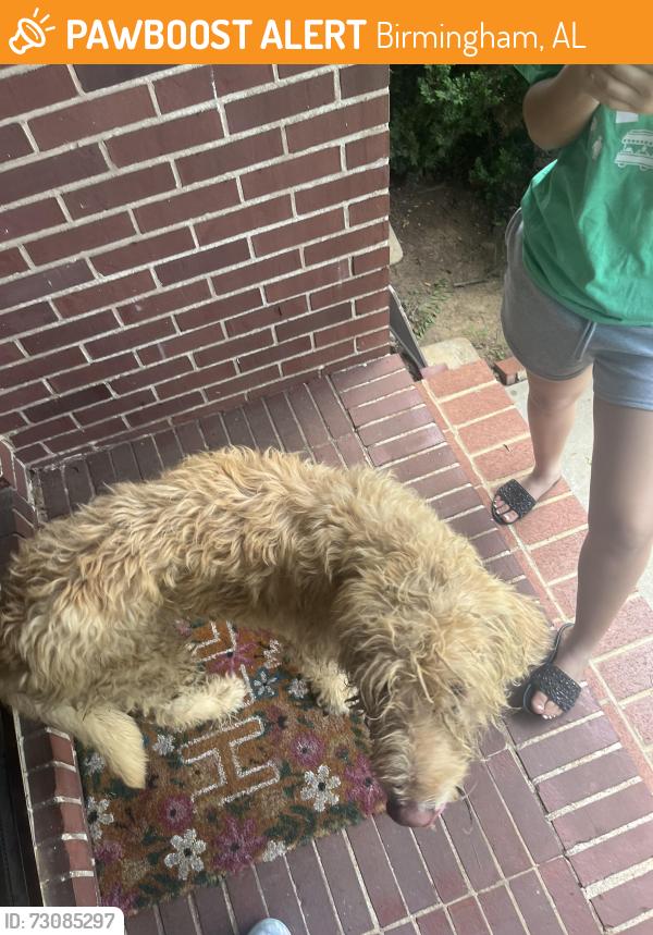 Found/Stray Unknown Cat last seen Belview Heights, Birmingham, AL 35064