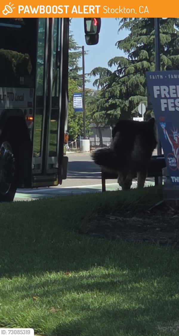 Found/Stray Unknown Dog last seen Whistler Way Cross Walk, Stockton, CA 95209