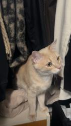 Lost Female Cat last seen Vernon Optometry, 39th Ave, Vernon, BC V1T