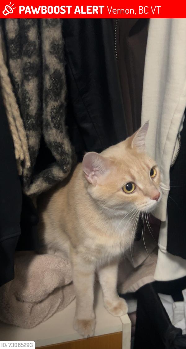 Lost Female Cat last seen Vernon Optometry, 39th Ave, Vernon, BC V1T