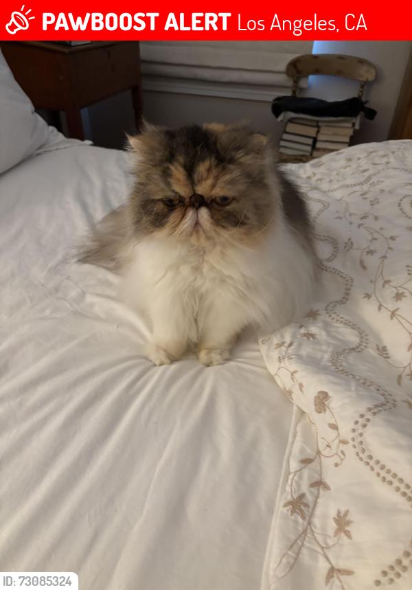Lost Female Cat last seen South Orange Drive between 1st and 2nd 90036, Los Angeles, CA 90019