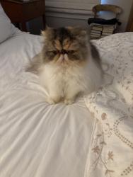 Lost Female Cat last seen South Orange Drive between 1st and 2nd 90036, Los Angeles, CA 90019
