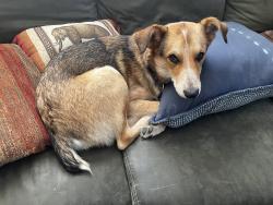 Lost Female Dog last seen Finnigan Park, Houston, TX 77020