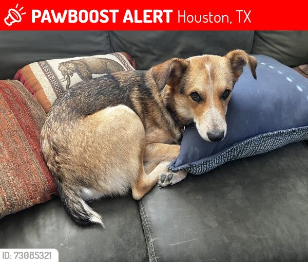 Lost Female Dog last seen Finnigan Park, Houston, TX 77020