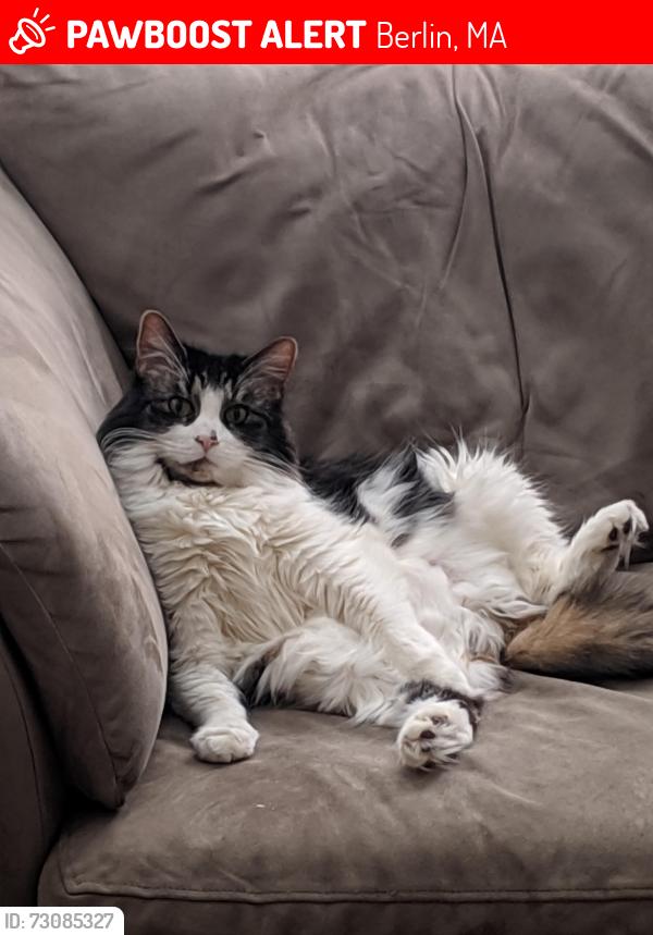 Lost Male Cat last seen Priest Rd and Lyman Rd, Berlin MA, Berlin, MA 01503