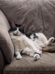 Lost Male Cat last seen Priest Rd and Lyman Rd, Berlin MA, Berlin, MA 01503