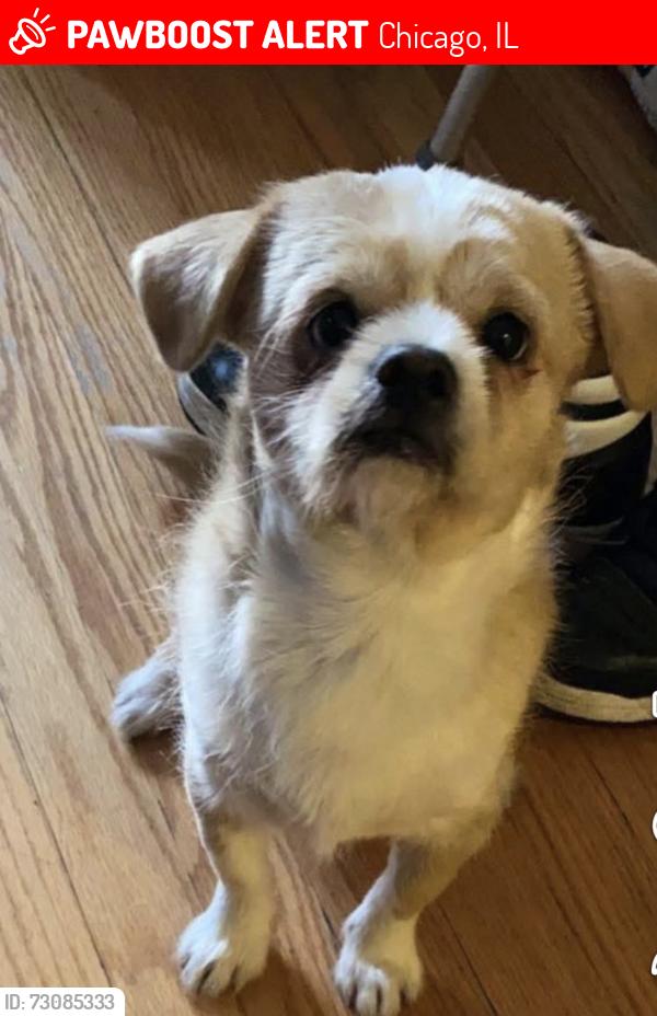 Lost Male Dog last seen 14th and Central, Chicago, IL 60644