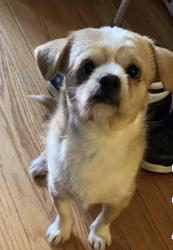 Lost Male Dog last seen 14th and Central, Chicago, IL 60644