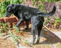 Reunited Male Dog last seen Baychester & Maple Springs, Henderson, NV 89002