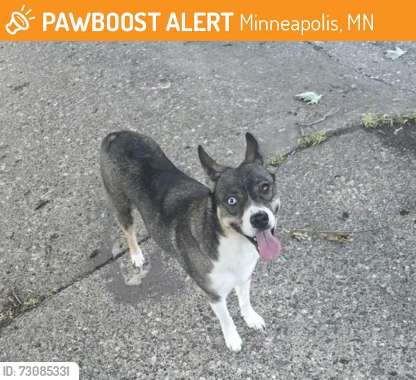 Found/Stray Female Dog last seen Hennepin Healthcare Elliot Park, Minneapolis, MN 55404