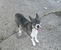 Found/Stray Female Dog last seen Hennepin Healthcare Elliot Park, Minneapolis, MN 55404