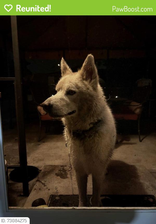 Reunited Male Dog last seen Butano and Andante Street Fremont Ca 94538, Fremont, CA 94538