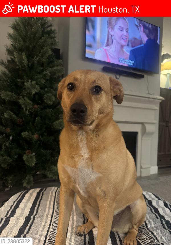 Lost Female Dog last seen Canary Grass Ln, Houston, TX 77059
