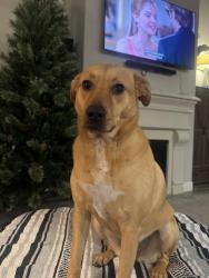 Lost Female Dog last seen Canary Grass Ln, Houston, TX 77059