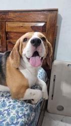 Lost Male Dog last seen Dwarka sector 10 metro station, Delhi, DL 110075