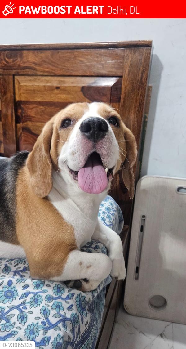 Lost Male Dog last seen Dwarka sector 10 metro station, Delhi, DL 110075