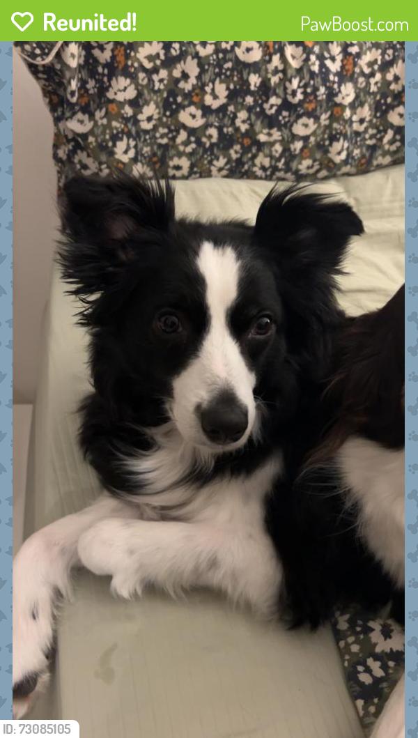 Reunited Female Dog last seen Rothesay and Bonner, Winnipeg, MB R2G 3R1