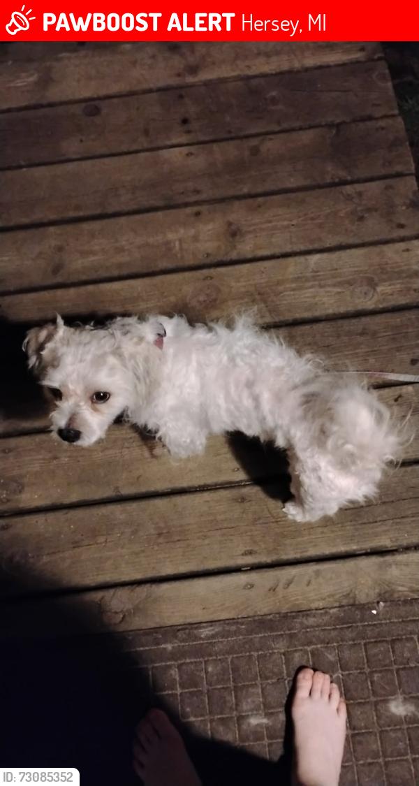 Lost Male Dog last seen Near craft road Hersey Michigan, Hersey, MI 49639