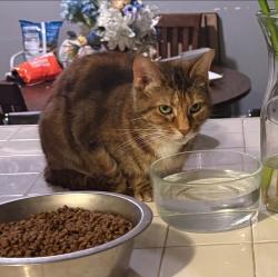 Lost Female Cat last seen fenster drive, Indianapolis, IN 46234