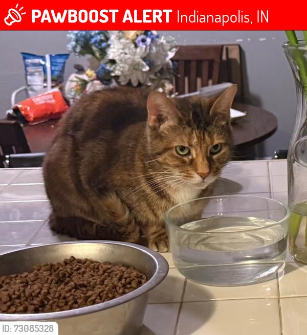 Lost Female Cat last seen fenster drive, Indianapolis, IN 46234