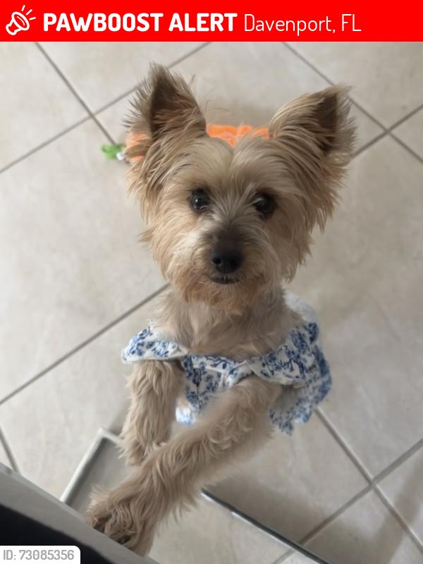 Lost Female Dog last seen Near kimberly point dr davenport, Davenport, FL 33837