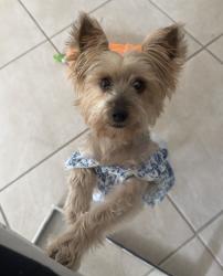 Lost Female Dog last seen Near kimberly point dr davenport, Davenport, FL 33837