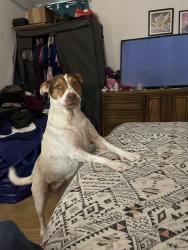 Lost Female Dog last seen Near k hwy 77, Sinton, TX 78387