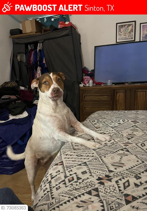 Lost Female Dog last seen Near k hwy 77, Sinton, TX 78387