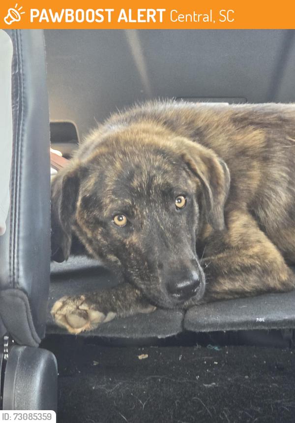 Found/Stray Male Dog last seen Isaqueena trail, Central, SC 29630