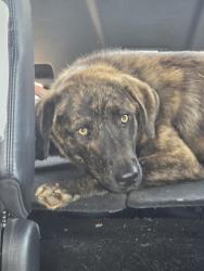 Found/Stray Male Dog last seen Isaqueena trail, Central, SC 29630