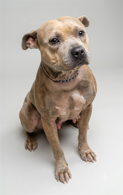 Shelter Stray Female Dog last seen Near BLOCK ELMGROVE AVE, 2020 Forest St, Jacksonville, FL 32204, USA