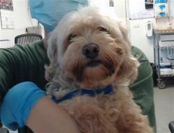 Shelter Stray Female Dog last seen POTRERO CENTER LOT DOWNSTAIRS, 1419 Bryant St, San Francisco, CA 94103, USA