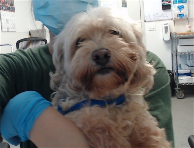Shelter Stray Female Dog last seen POTRERO CENTER LOT DOWNSTAIRS, 1419 Bryant St, San Francisco, CA 94103, USA