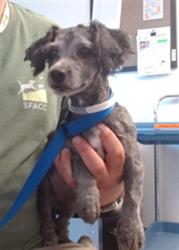 Shelter Stray Female Dog last seen POTRERO CENTER LOT DOWNSTAIRS, 1419 Bryant St, San Francisco, CA 94103, USA