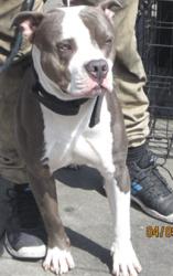 Shelter Stray Male Dog last seen , West Valley Animal Shelter, 20655 Plummer St, Chatsworth, CA 91311, USA