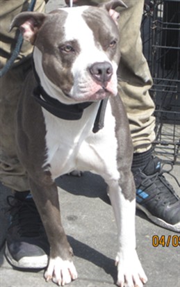 Shelter Stray Male Dog last seen , West Valley Animal Shelter, 20655 Plummer St, Chatsworth, CA 91311, USA