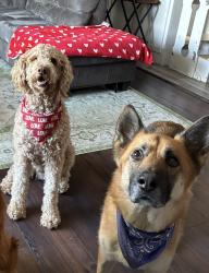 Lost Male Dog last seen Beard Elemetary School, Modesto, CA 95350