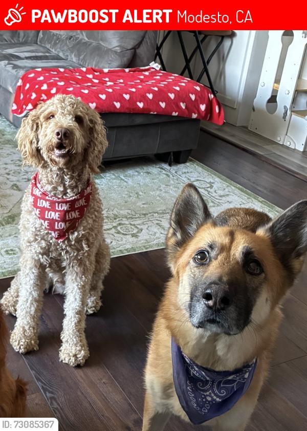 Lost Male Dog last seen Beard Elemetary School, Modesto, CA 95350