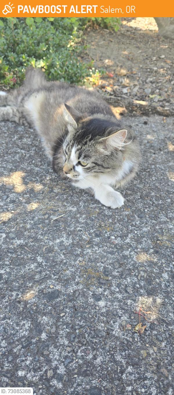 Found/Stray Female Cat last seen Yellowstone rd, Salem, OR 97305