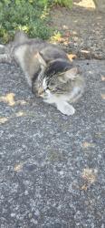 Found/Stray Female Cat last seen Yellowstone rd, Salem, OR 97305