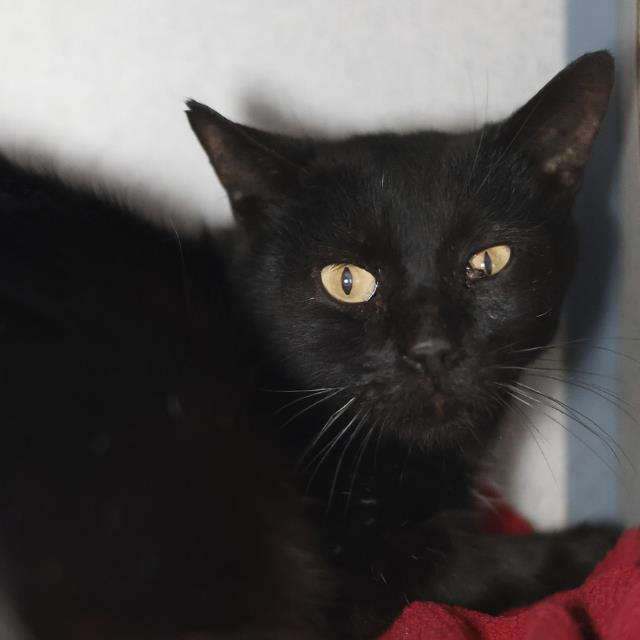 Shelter Stray Male Cat last seen TICONDEROGA, 4710 TX-151, San Antonio, TX 78227, USA